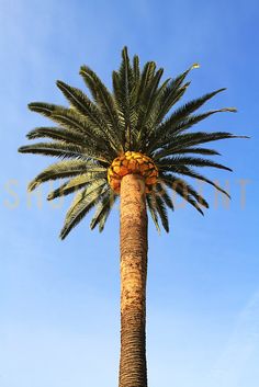 canary island date palm care instructions